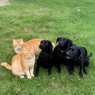 2 orange cats and 3 black dogs sitting together on a grassy 