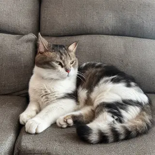 A cat lying on a couch without a collar