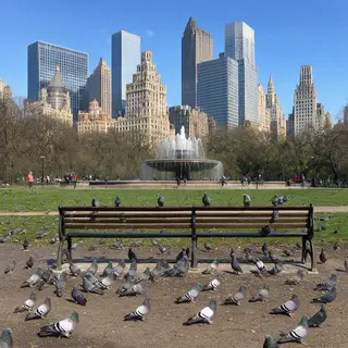 A city park with a park bench and pigeons in the foreground,