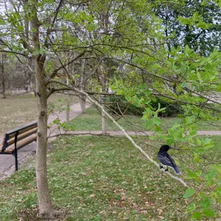 A bird perched on a branch, the branch extending from a tree