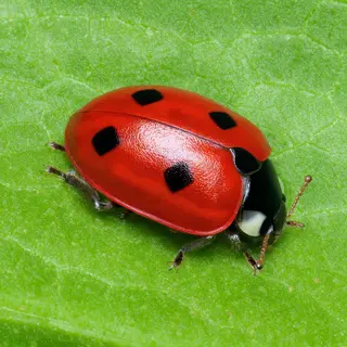 A ladybug sitting on a large green leaf, shown at realistic 