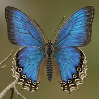 A Morpho menelaus butterfly with accurate iridescent blue do