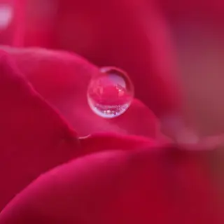 A close-up macro shot of a single dewdrop on a rose petal, s