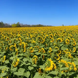 A field of pure sunflower yellow flowers under a clear blue 