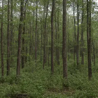 A forest scene where the foliage is precisely #2D5F2D (dark 