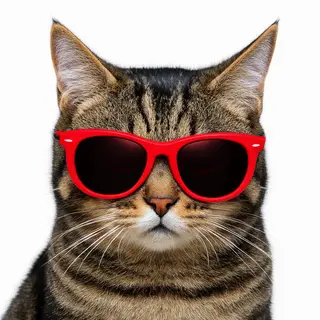 A tabby cat wearing oversized red sunglasses