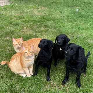 2 orange cats and 3 black dogs sitting together on a grassy 