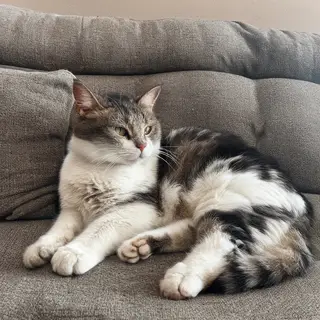 A cat lying on a couch without a collar