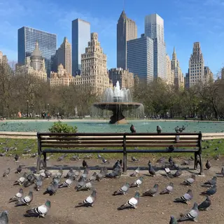 A city park with a park bench and pigeons in the foreground,