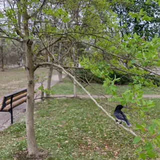 A bird perched on a branch, the branch extending from a tree