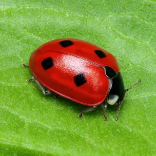 A ladybug sitting on a large green leaf, shown at realistic 