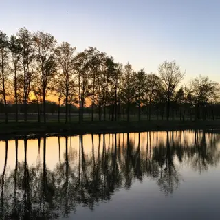 A row of trees reflected in a calm lake at sunset, with the 
