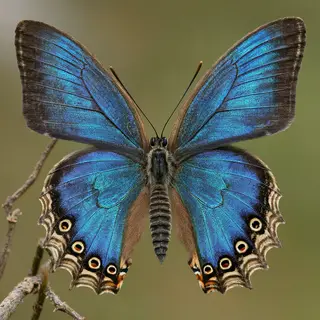 A Morpho menelaus butterfly with accurate iridescent blue do