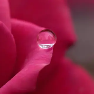 A close-up macro shot of a single dewdrop on a rose petal, s