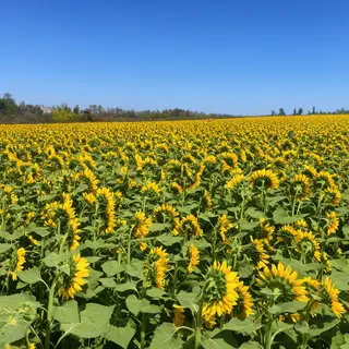 A field of pure sunflower yellow flowers under a clear blue 