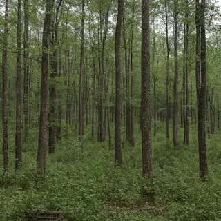 A forest scene where the foliage is precisely #2D5F2D (dark 
