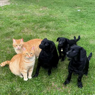 2 orange cats and 3 black dogs sitting together on a grassy 