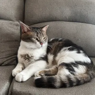 A cat lying on a couch without a collar