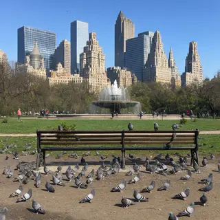 A city park with a park bench and pigeons in the foreground,