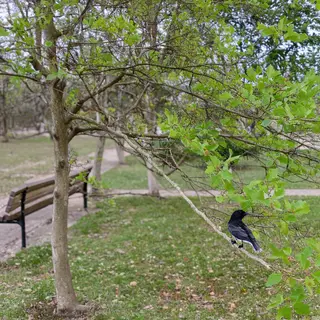 A bird perched on a branch, the branch extending from a tree
