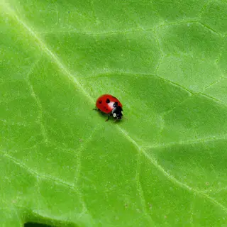 A ladybug sitting on a large green leaf, shown at realistic 