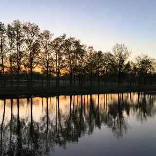 A row of trees reflected in a calm lake at sunset, with the 