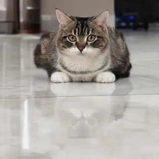 A cat sitting on a polished marble floor with its reflection