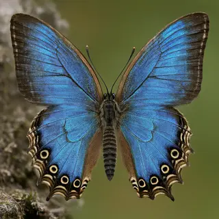 A Morpho menelaus butterfly with accurate iridescent blue do