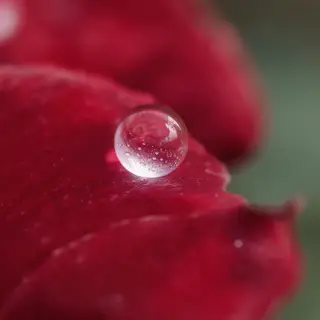 A close-up macro shot of a single dewdrop on a rose petal, s