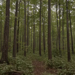 A forest scene where the foliage is precisely #2D5F2D (dark 