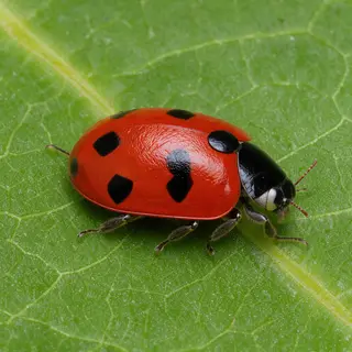 A ladybug sitting on a large green leaf, shown at realistic 