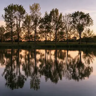 A row of trees reflected in a calm lake at sunset, with the 