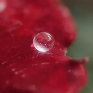 A close-up macro shot of a single dewdrop on a rose petal, s