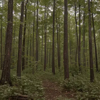A forest scene where the foliage is precisely #2D5F2D (dark 