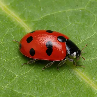 A ladybug sitting on a large green leaf, shown at realistic 