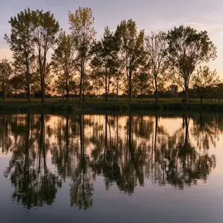 A row of trees reflected in a calm lake at sunset, with the 