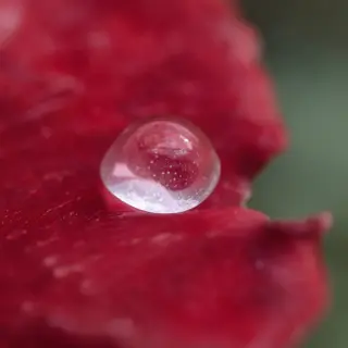 A close-up macro shot of a single dewdrop on a rose petal, s