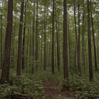 A forest scene where the foliage is precisely #2D5F2D (dark 