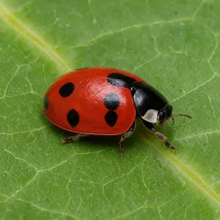 A ladybug sitting on a large green leaf, shown at realistic 