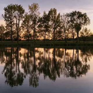 A row of trees reflected in a calm lake at sunset, with the 