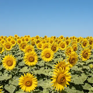 A field of pure sunflower yellow flowers under a clear blue 