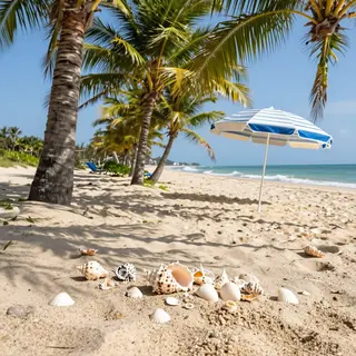 A sandy beach with palm trees, seashells, and a beach umbrel