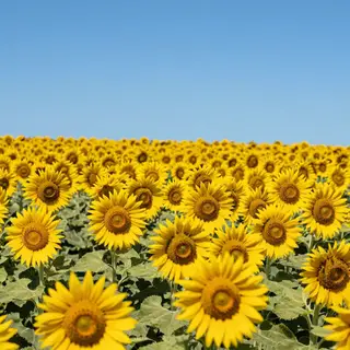 A field of pure sunflower yellow flowers under a clear blue 