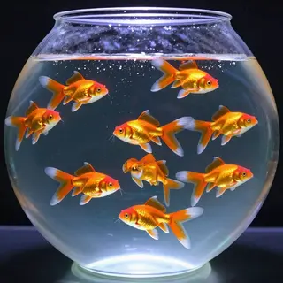 Exactly 9 goldfish swimming in a large round fishbowl