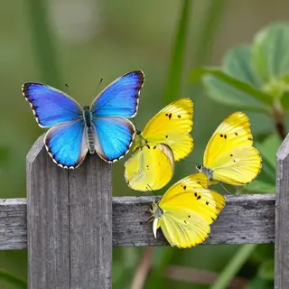 1 blue butterfly and 3 yellow butterflies resting on a garde