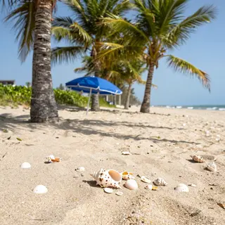 A sandy beach with palm trees, seashells, and a beach umbrel