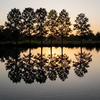 A row of trees reflected in a calm lake at sunset, with the 
