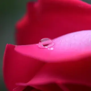 A close-up macro shot of a single dewdrop on a rose petal, s