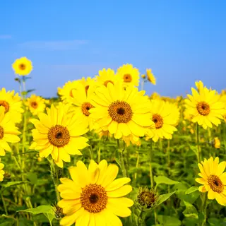 A field of pure sunflower yellow flowers under a clear blue 