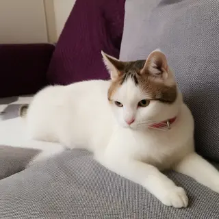 A cat lying on a couch without a collar